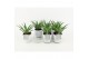 Aloe arborescens in whitewash pot 