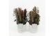 Euphorbia trigona rubra in Stone Look Pot 