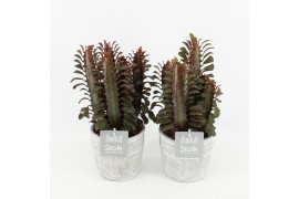 Euphorbia trigona rubra in Stone Look Pot