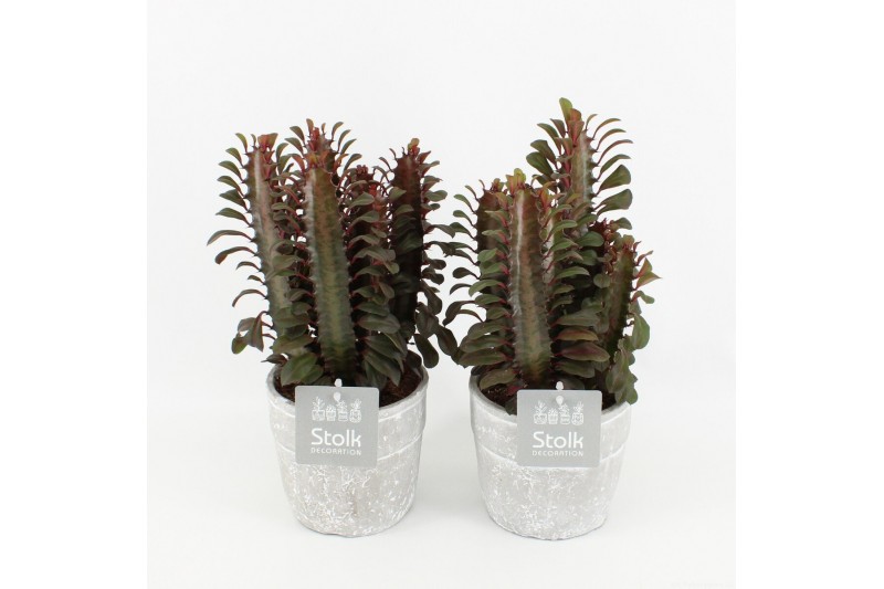 Euphorbia trigona rubra in Stone Look Pot 