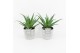 Aloe arborescens in stonelook pot 