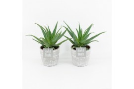 Aloe arborescens in stonelook pot
