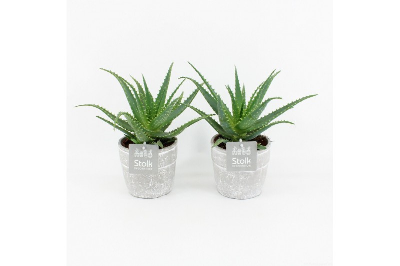 Aloe arborescens in stonelook pot 