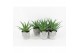 Aloe arborescens in stonelook pot 