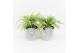 Chlorophytum comosum variegatum in stone look pot 