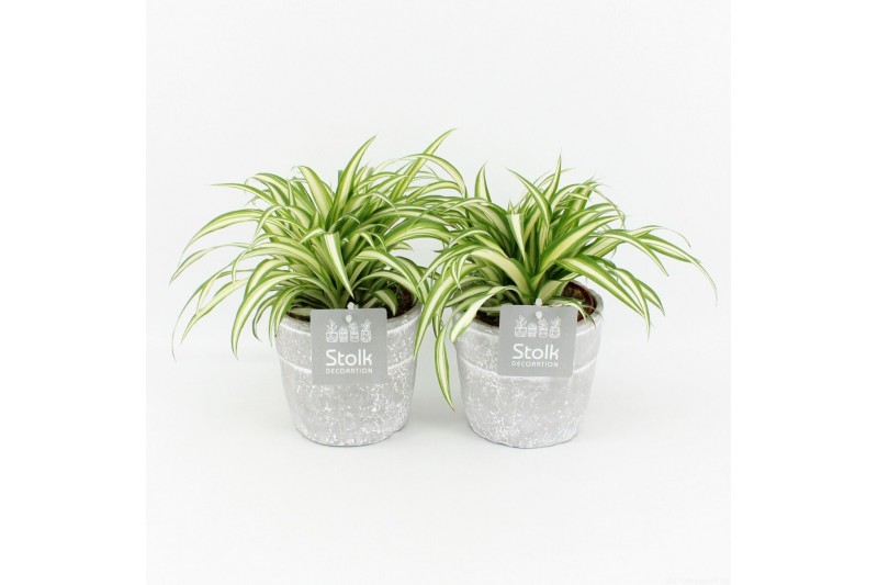 Chlorophytum comosum variegatum in stone look pot 