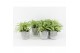Chlorophytum comosum variegatum in stone look pot 