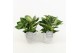 Philodendron in stone look pot 
