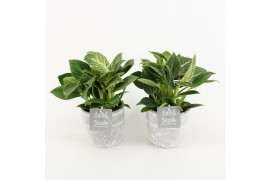Philodendron in stone look pot