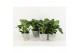 Philodendron in stone look pot 