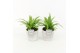 Chlorophytum lemon in stone look pot 