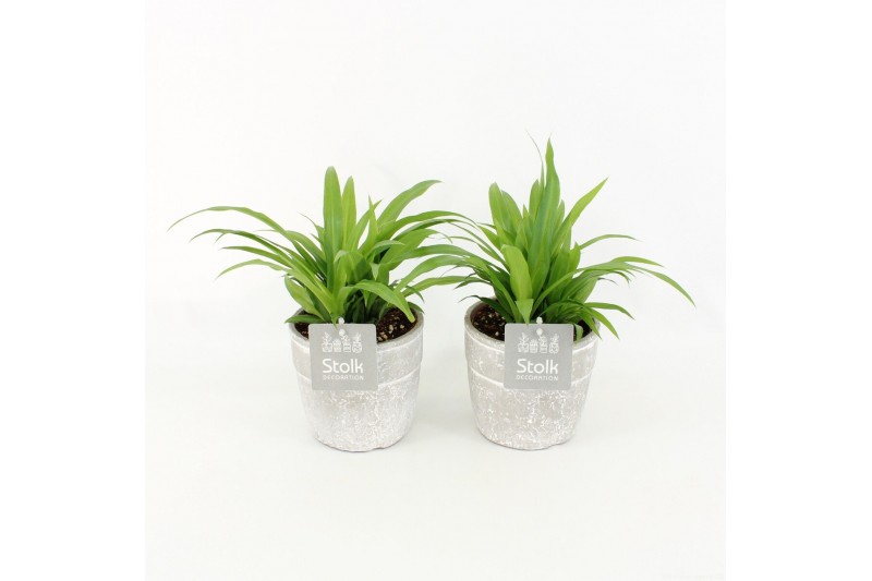 Chlorophytum lemon in stone look pot 