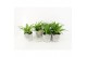 Chlorophytum lemon in stone look pot 