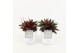 Peperomia caperata rosso in white wash pot 
