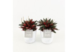 Peperomia caperata rosso in white wash pot