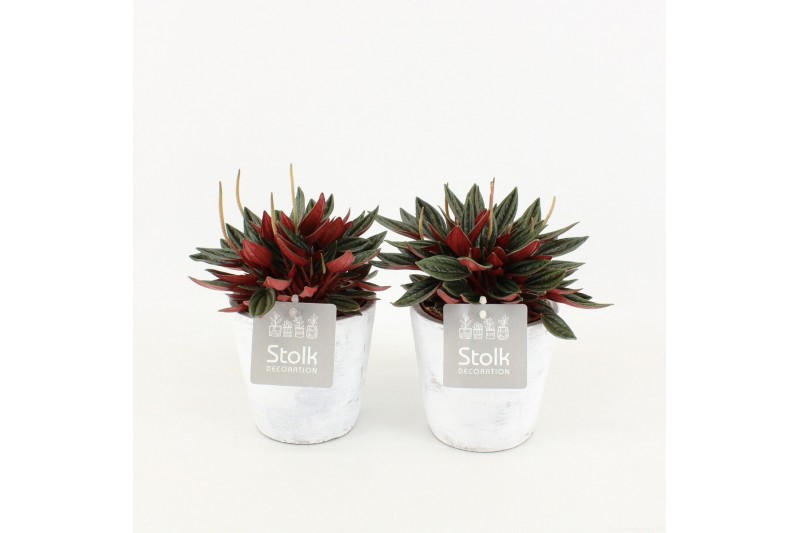 Peperomia caperata rosso in white wash pot 