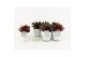 Peperomia caperata rosso in white wash pot 