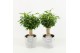 Ficus benjamina natasja in stone look pot 