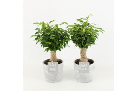 Ficus benjamina natasja in stone look pot