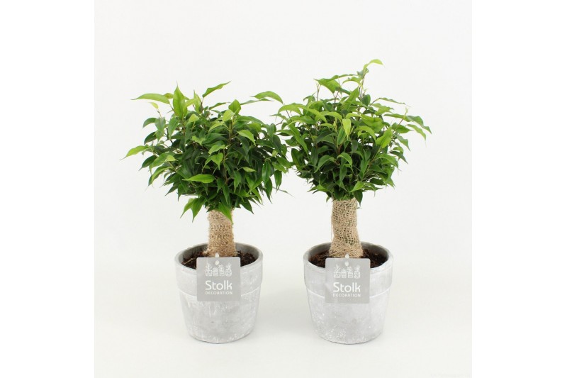 Ficus benjamina natasja in stone look pot 