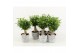 Ficus benjamina natasja in stone look pot 