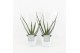 Aloe vera in white wash pot 