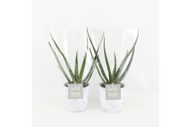 Aloe vera in white wash pot