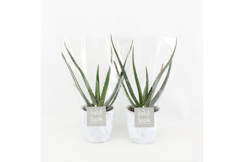 Aloe vera in white wash pot 