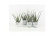Aloe vera in white wash pot 