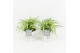 Chlorophytum comosum variegatum in wood wit 