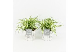 Chlorophytum comosum variegatum in wood wit