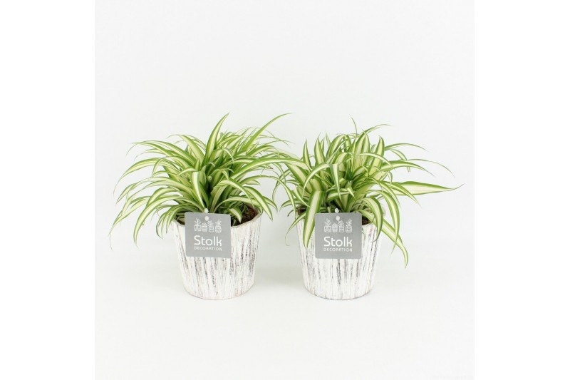Chlorophytum comosum variegatum in wood wit 