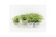 Chlorophytum comosum variegatum in wood wit 