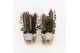 Euphorbia trigona rubra in wood bruin 