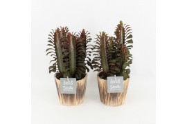 Euphorbia trigona rubra in wood bruin