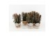 Euphorbia trigona rubra in wood bruin 