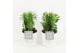 Euphorbia trigona in wood wit 