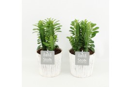 Euphorbia trigona in wood wit