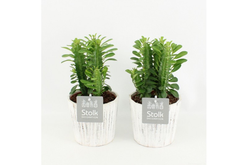 Euphorbia trigona in wood wit 