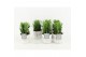 Euphorbia trigona in wood wit 