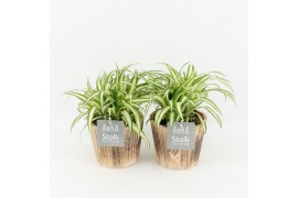 Chlorophytum comosum variegatum in wood bruin