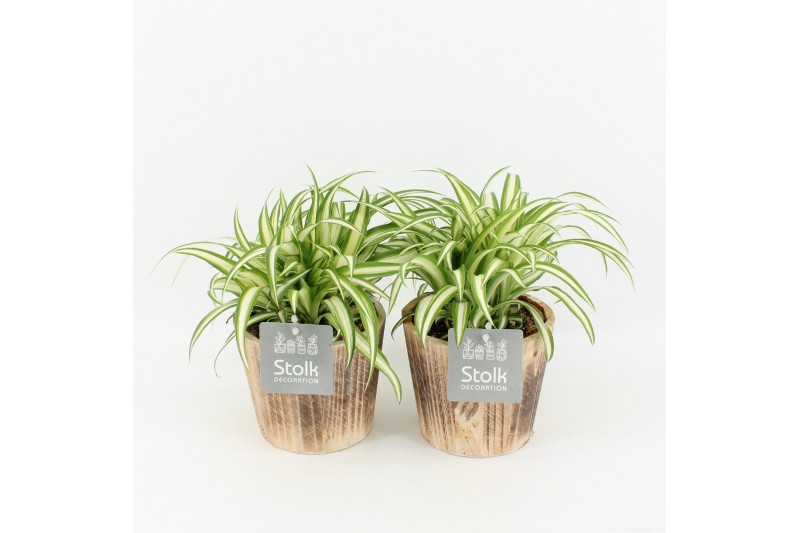 Chlorophytum comosum variegatum in wood bruin 