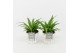 Chlorophytum lemon in wood wit 