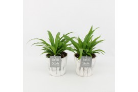 Chlorophytum lemon in wood wit