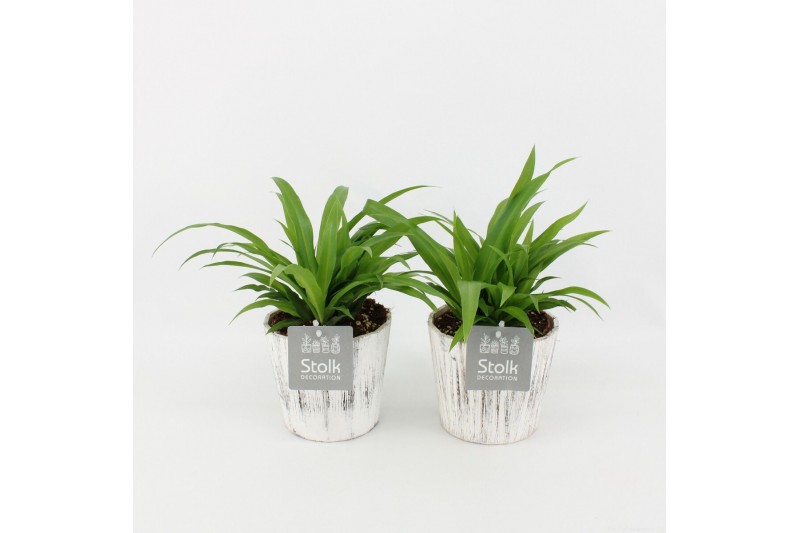 Chlorophytum lemon in wood wit 