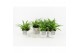 Chlorophytum lemon in wood wit 