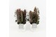 Euphorbia trigona rubra in wood wit 