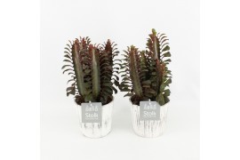 Euphorbia trigona rubra in wood wit