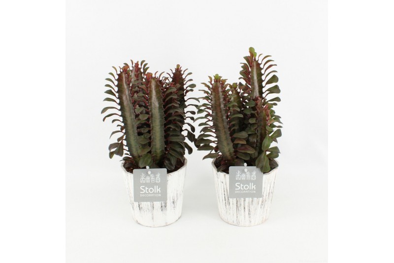 Euphorbia trigona rubra in wood wit 