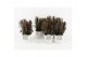 Euphorbia trigona rubra in wood wit 